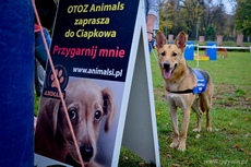 Psie fikołki, fot. Tomasz Lenik