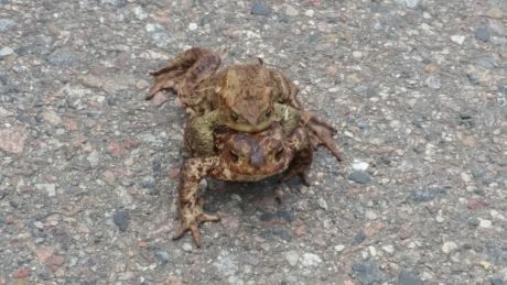Uwaga, żaby na drodze!, fot Straż Miejska