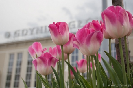 Gdynia Kwitnie, fot. Wioletta Kaliczyńska