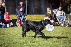 Zabawa z Frisbee na VII Gdyńskich Warsztatach dla Osób Niepełnosprawnych z psami asystującymi, fot. Karol Stańczak