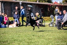 Zabawa z Frisbee na VII Gdyńskich Warsztatach dla Osób Niepełnosprawnych z psami asystującymi, fot. Karol Stańczak