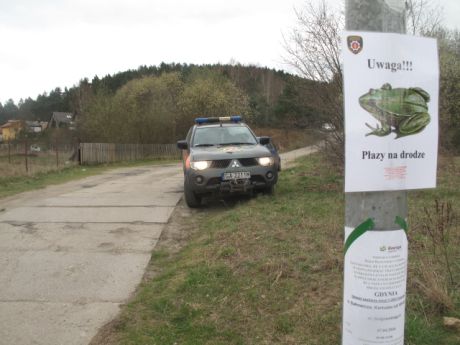 Uwaga, żaby na drodze, fot. Straż Miejska