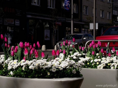 Wiosenne nasadzenia w Gdyni, fot. Biuro Ogrodnika Miasta