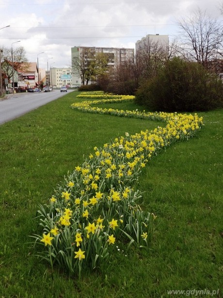 Wiosenne nasadzenia w Gdyni, fot. Biuro Ogrodnika Miasta
