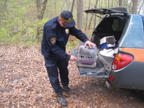 Strażnicy ratują zwierzęta i ptaki, fot. Straż Miejska