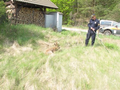 Pracowity dzień ekopatrolu, fot. Straż Miejska