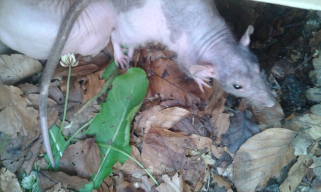 Porzucone szczurki na skraju lasu, fot. Straż Miejska