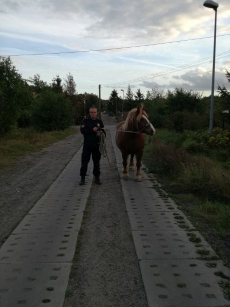 Koniec końskich swawoli, fot. Straż Miejska