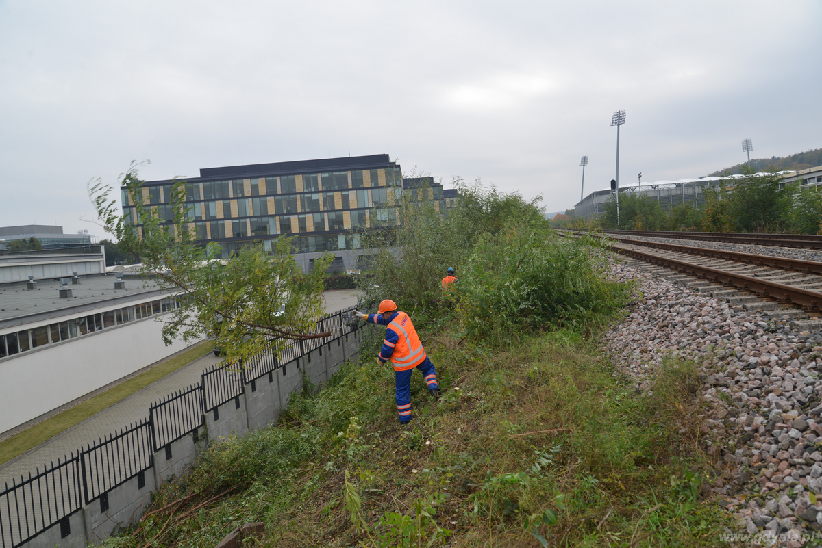 Wycinka drzew na budowie przystanku PKM Gdynia Stadion, fot. Pomorska Kolej Metropolitalna