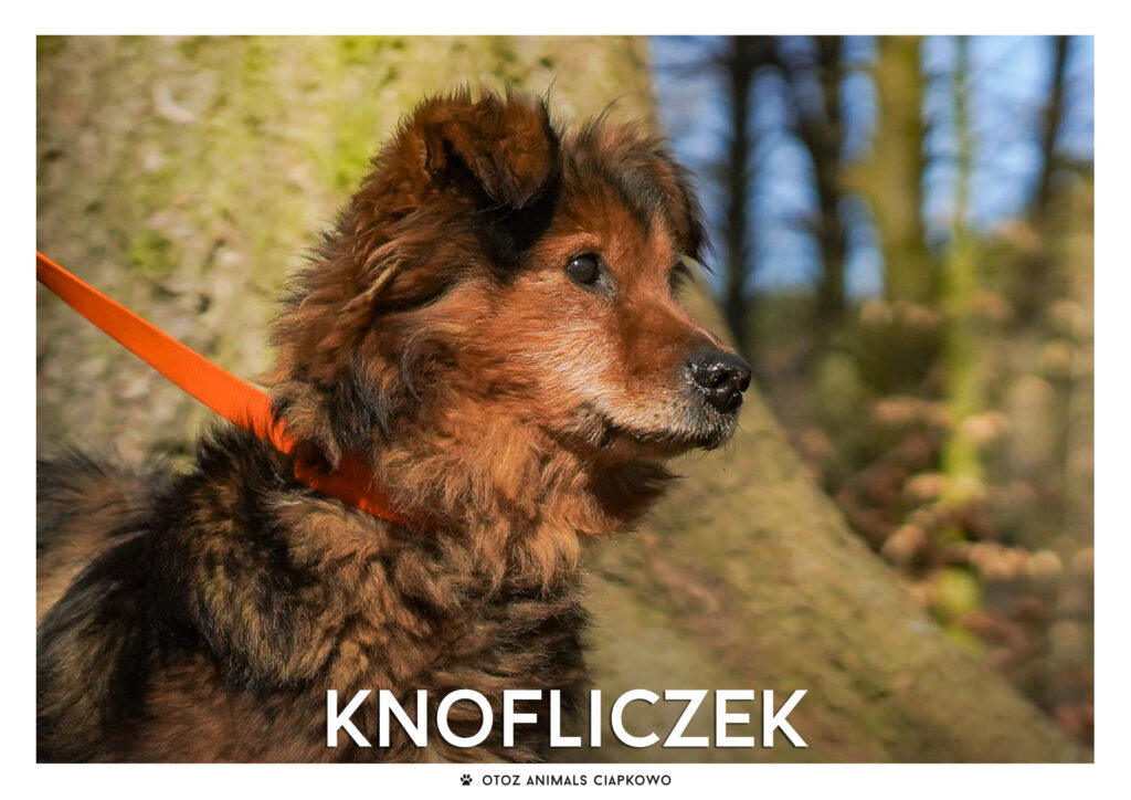 Knofliczek