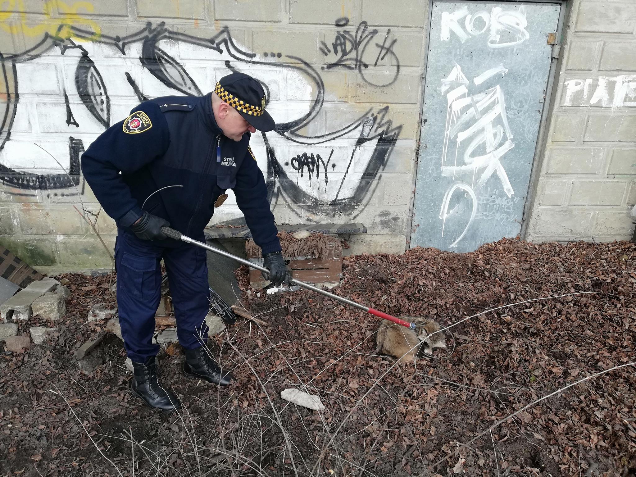 Interwencja przy chorym jenocie, którego znaleziono w jednej z gdyńskich dzielnic, fot. Straż Miejska w Gdyni / Ekopatrol