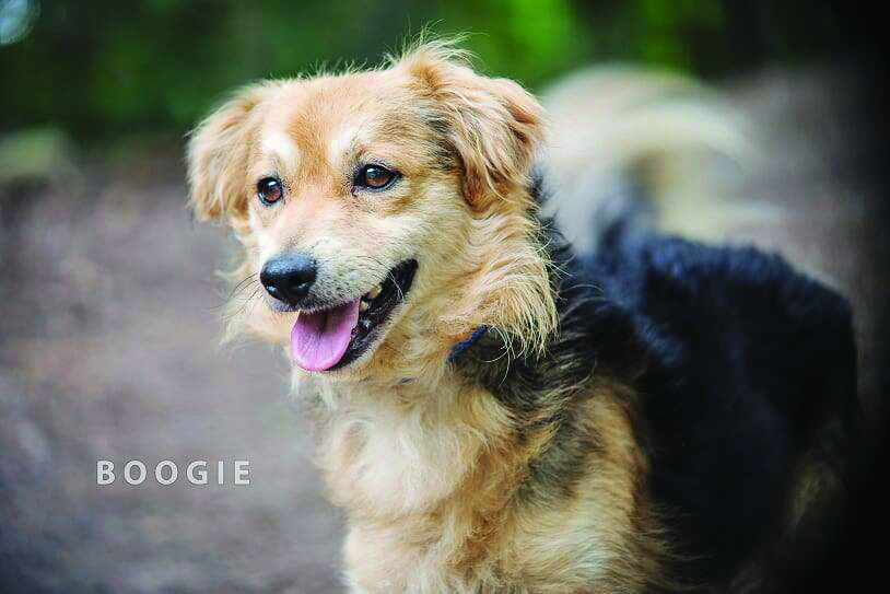 Boogie - piesek do adopcji