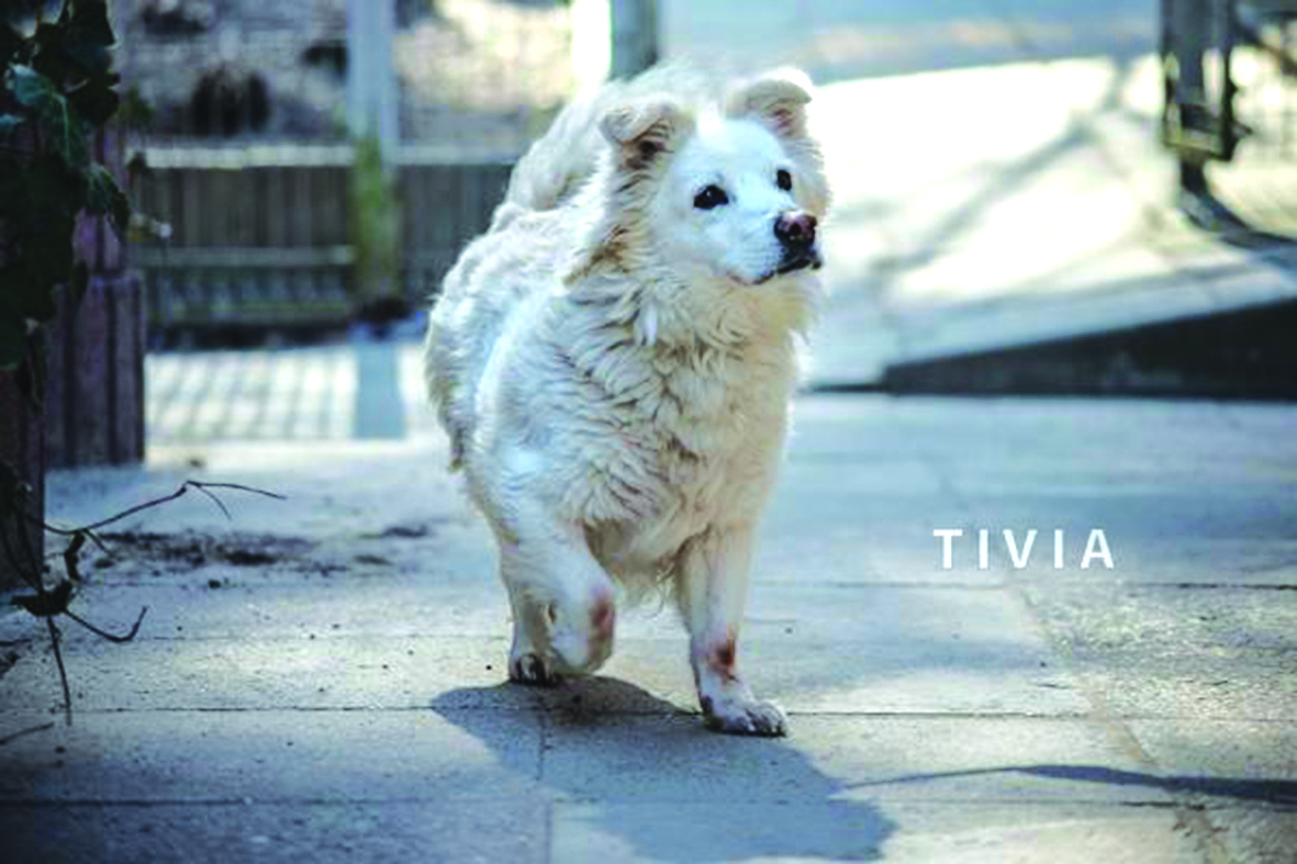 Tivia - suczka do adopcji