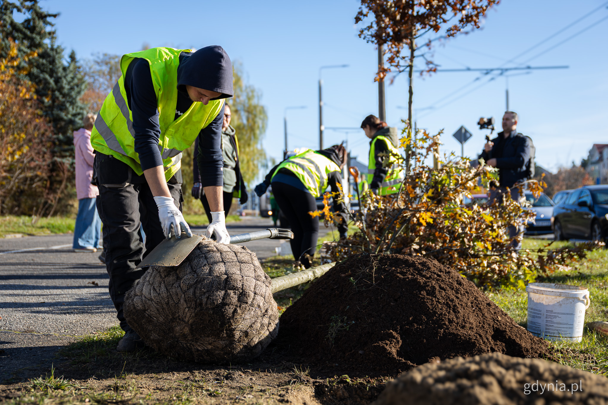 Ulica Wielkopolska, mężczyzna w kamizelce ogląda sadzonkę drzewa, w tle nasadzenia