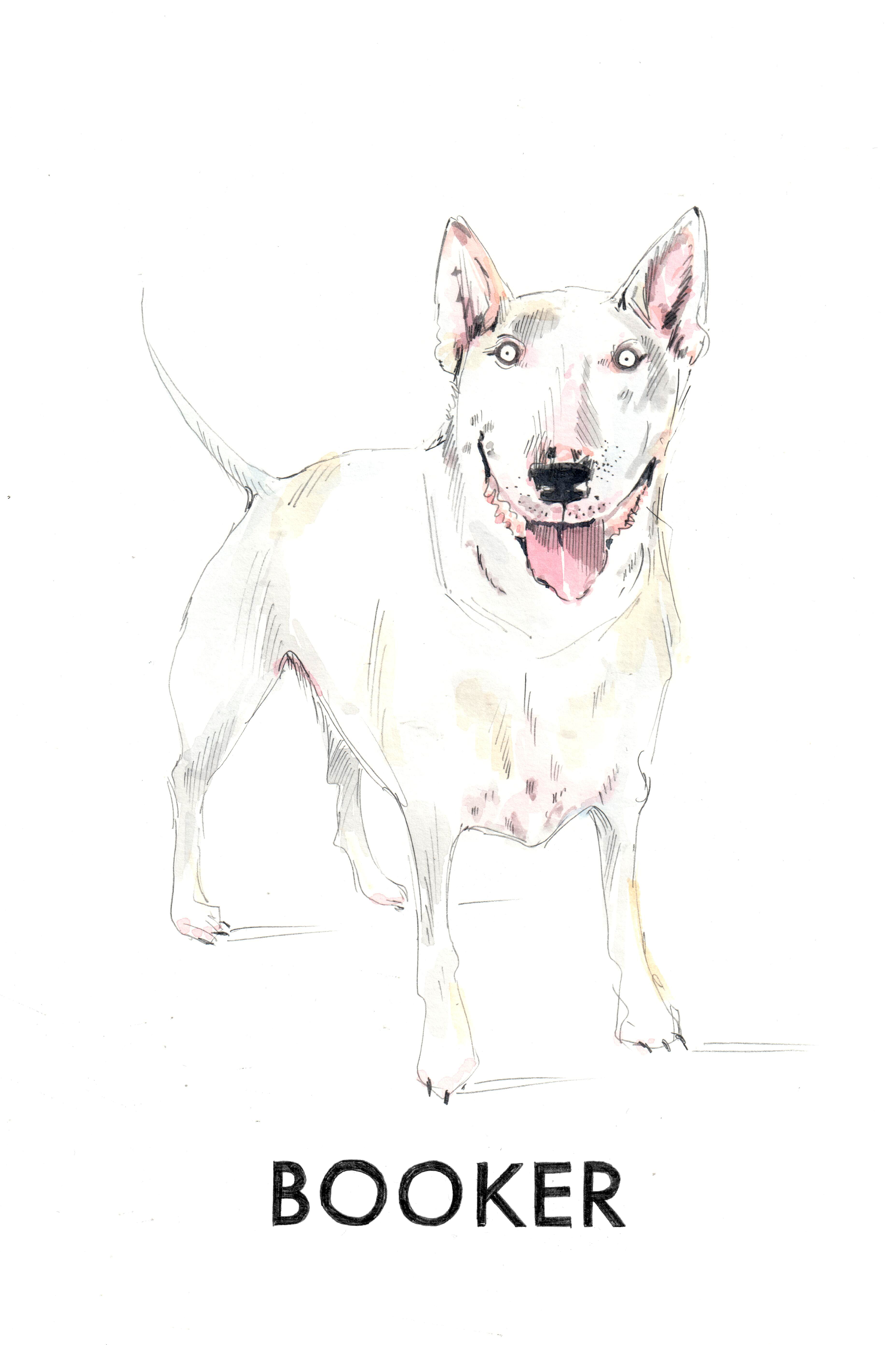 na zdjęciu grafika Zosi Różyckiej przedstawiająca białego psa w łaty w typie bulteriera