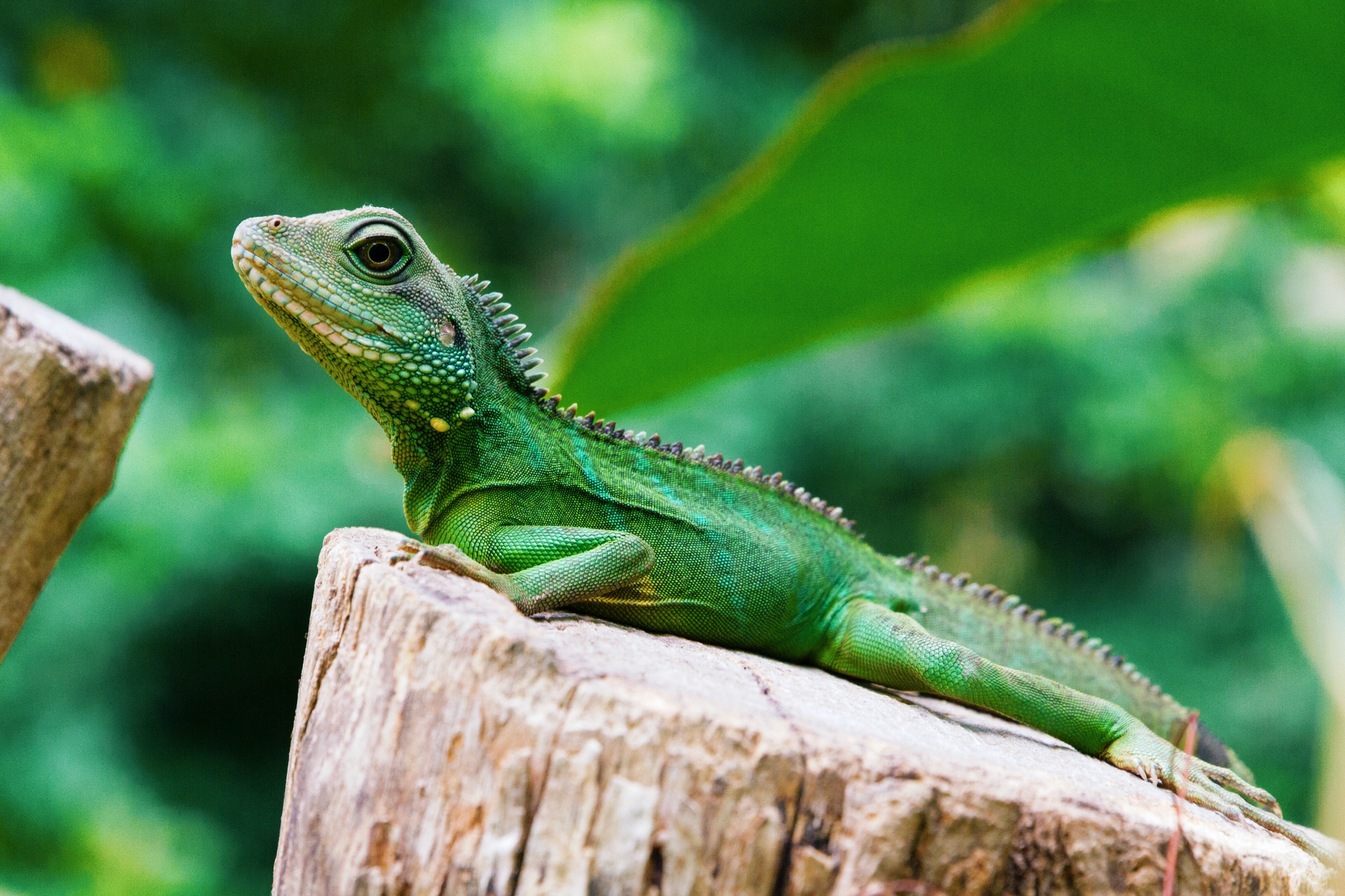 Legwan zielony (Iguana iguana) - jedno z popularniejszych wśród gdynian zwierząt egzotycznych // fot. unsplash.com