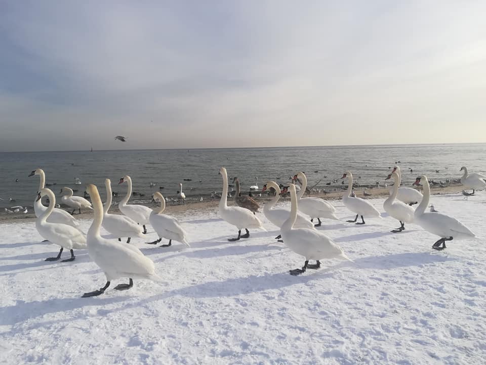 Stado łabędzi zimą na gdyńskiej plaży. Zdj. z grupy na Facebooku: Gdyni w obiektywie, autor: Anja Anja