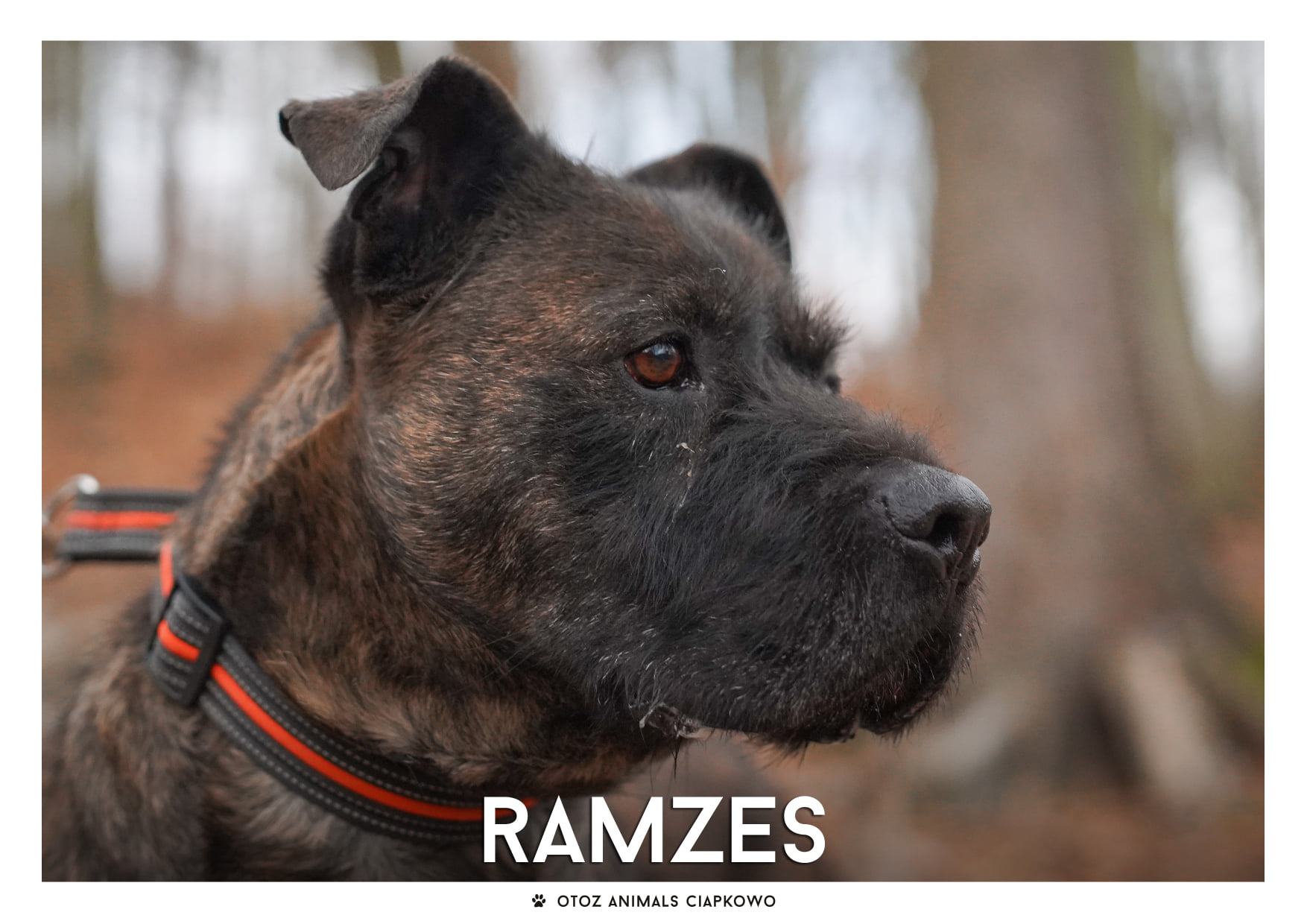 Pies Ramzes
