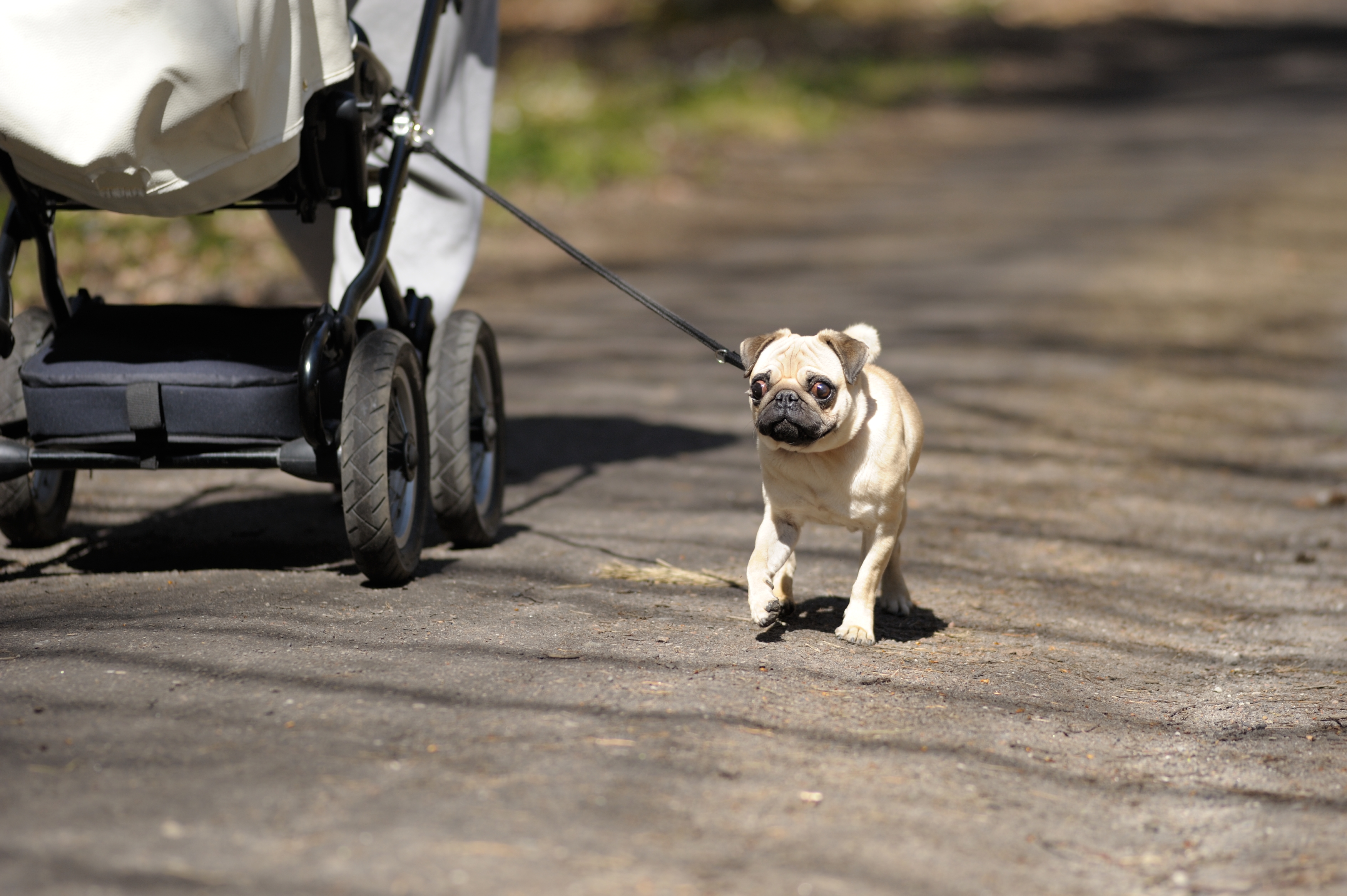 Na zdjęciu widoczny jest pies rasy mops o beżowej sierści oraz fragment wózka dziecięcego. Pies wyprowadzany jest na smyczy na leśnej ścieżce.