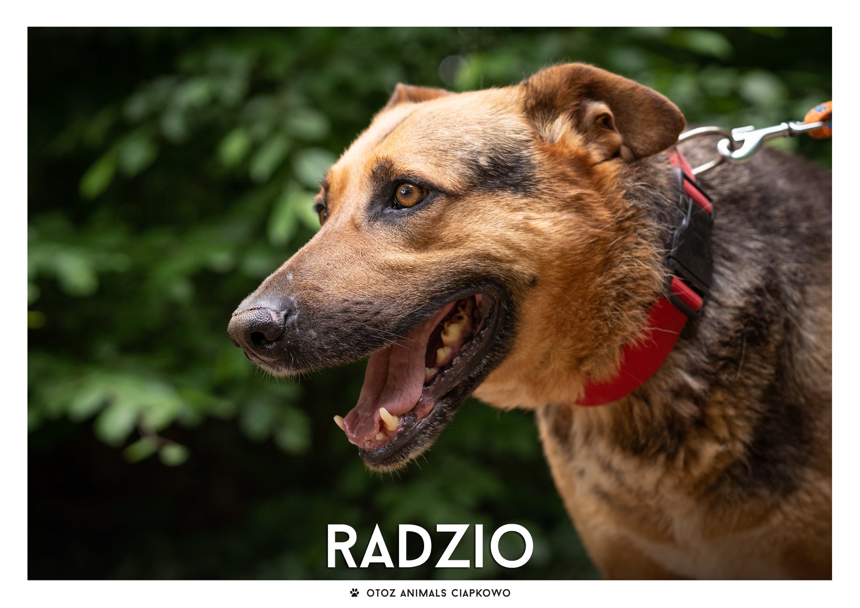 Radzio czeka na nowy dom! Fot. OTOZ Animals Ciapkowo