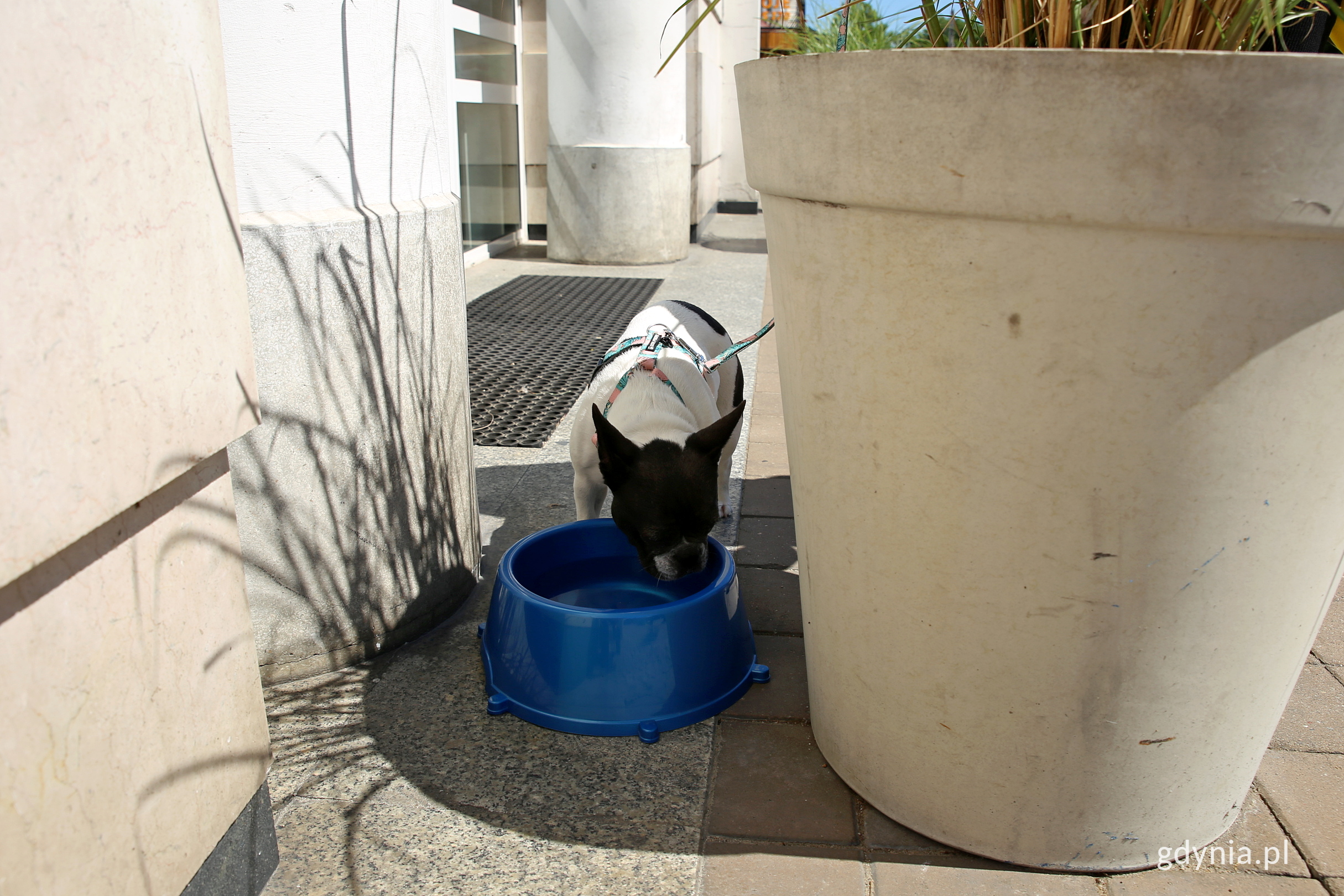 Pies pije wodę z miski przy Urzędzie Miasta Gdyni. Fot. Przemysław Kozłowski