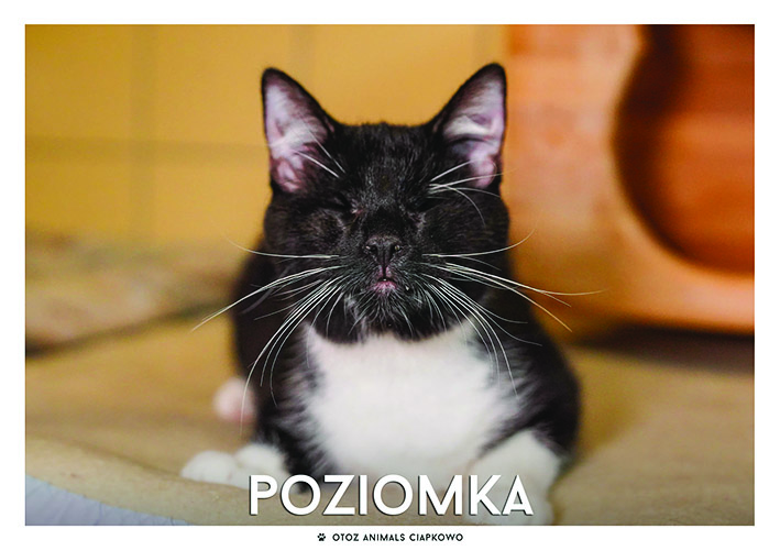 Poziomek