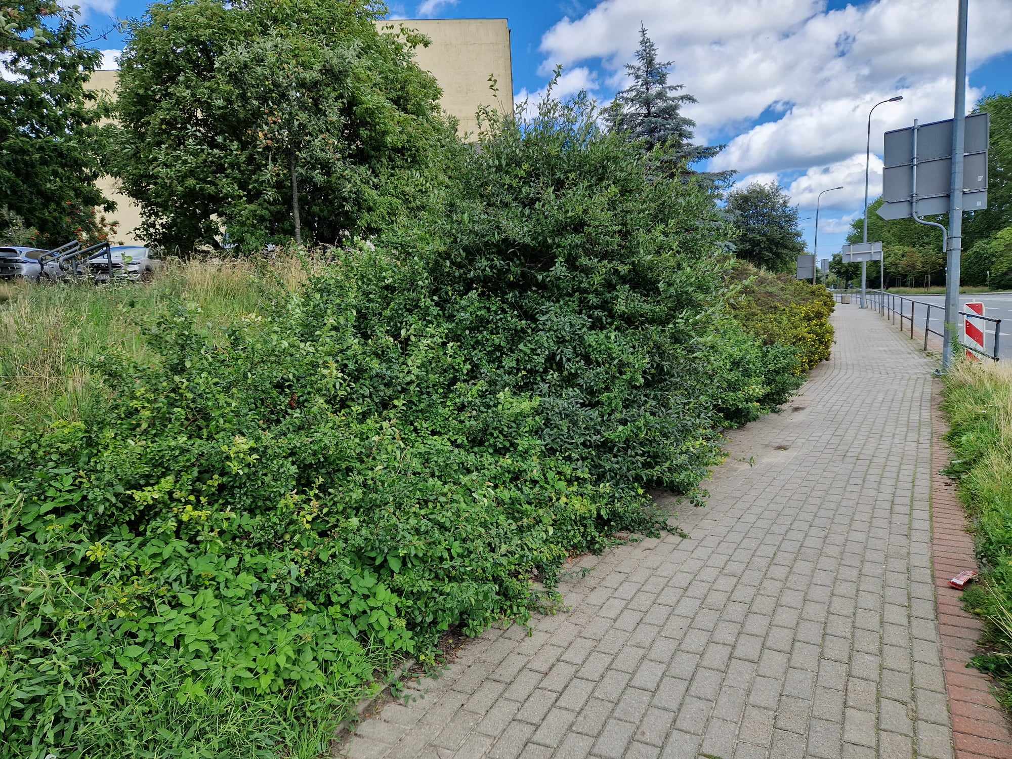 Kilka rodzajów krzewów rosnących przy chodniku 