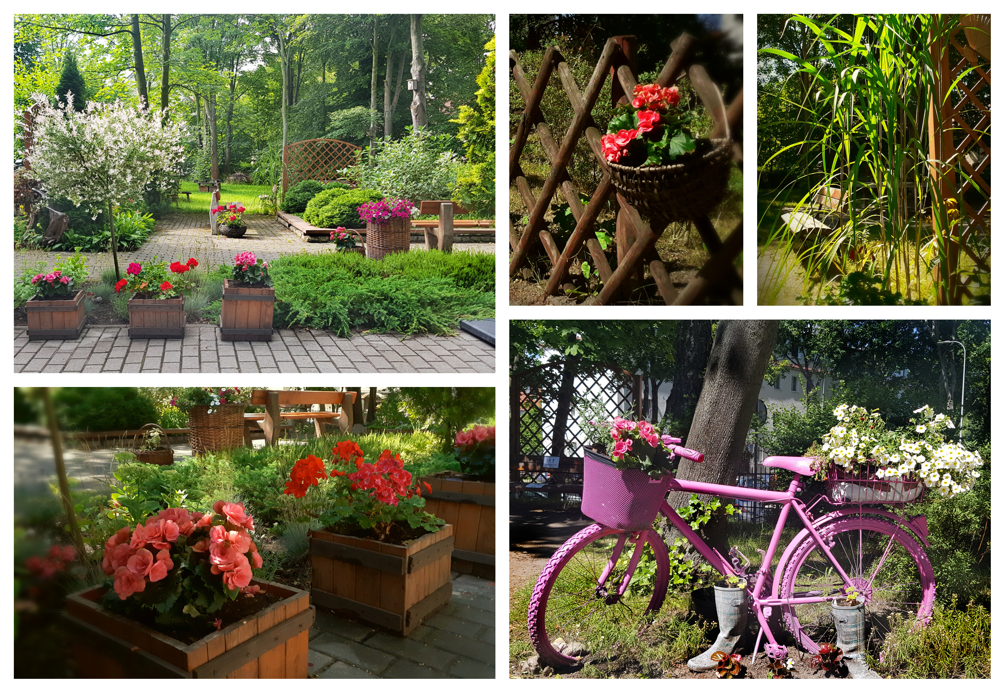 Aranżacja ogrodu przy Środowiskowym Domu Samopomocy Maczka 1, w której przeważają doniczki z begoniami i pelargoniami oraz różowy rower pełniący rolę kwietnika