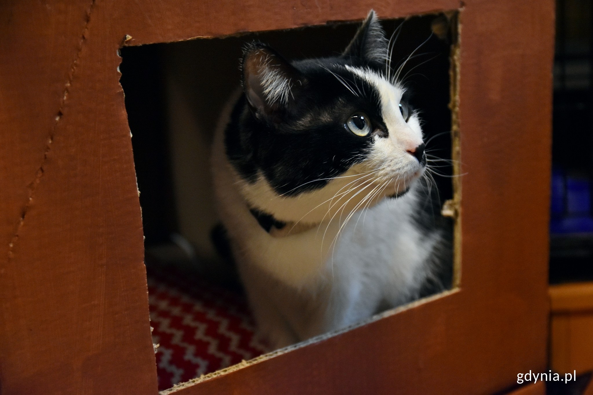Kot w pudełku, fot. Dawid Linkowski