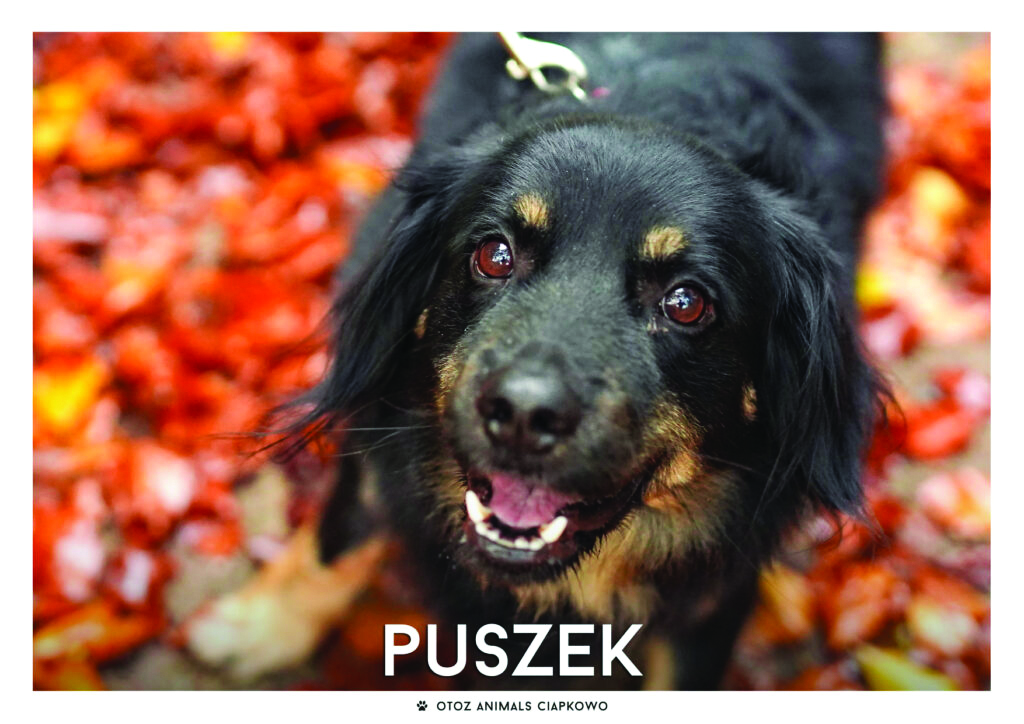 Pies Puszek // fot. Ciapkowo