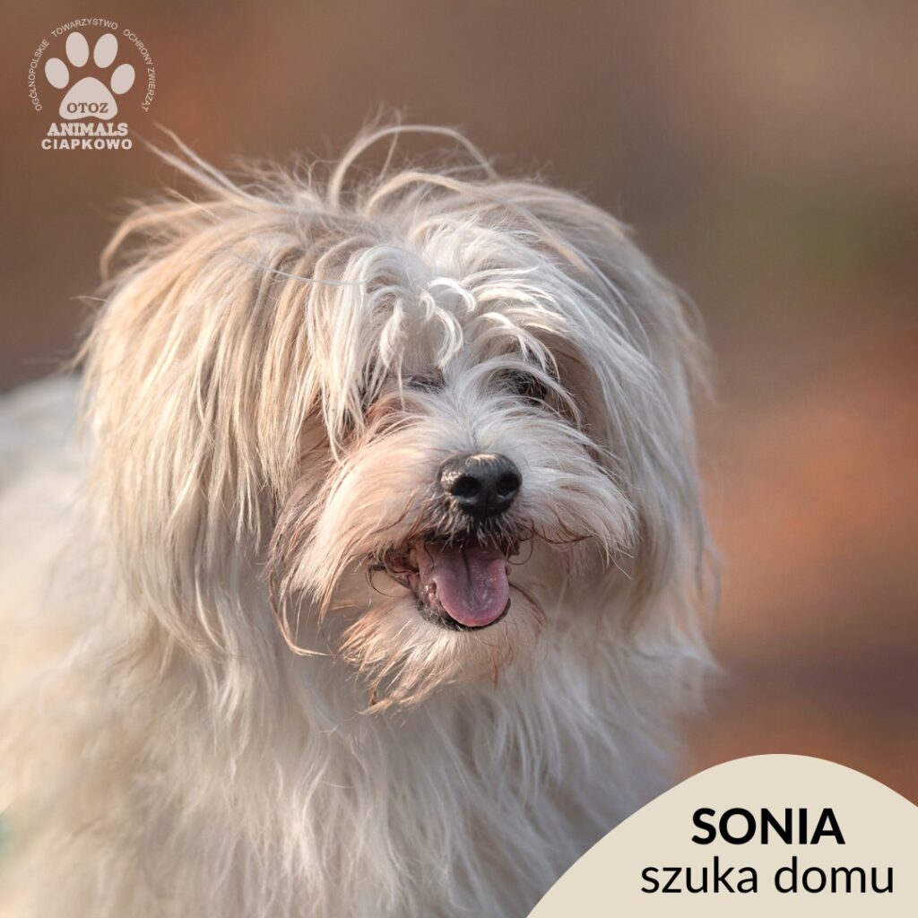 na zdjęciu starszy biały piesek