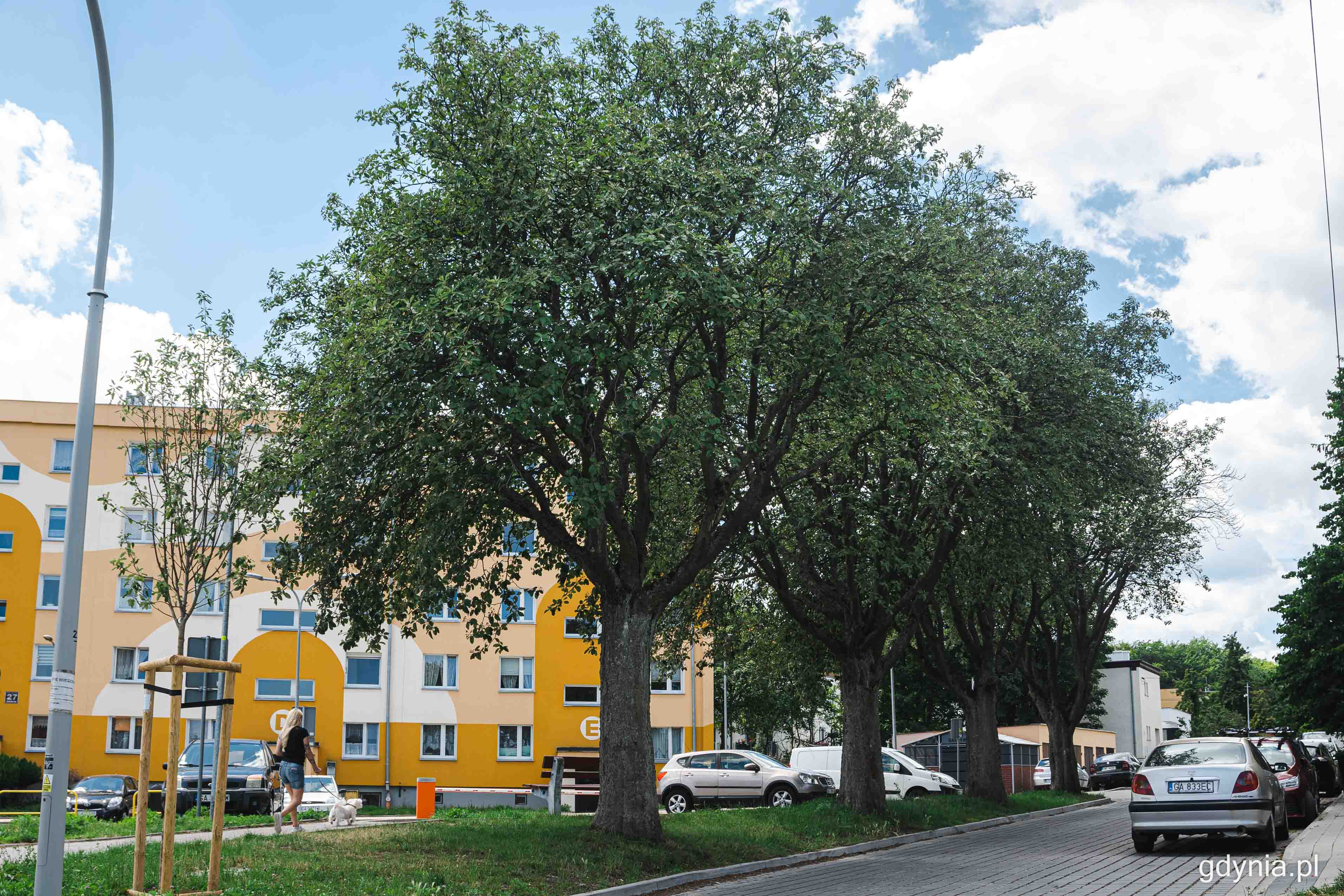 Cztery jarzęby szwedzkie rosnące przy ul. Słonecznej na Witominie, fot. Kamil Złoch