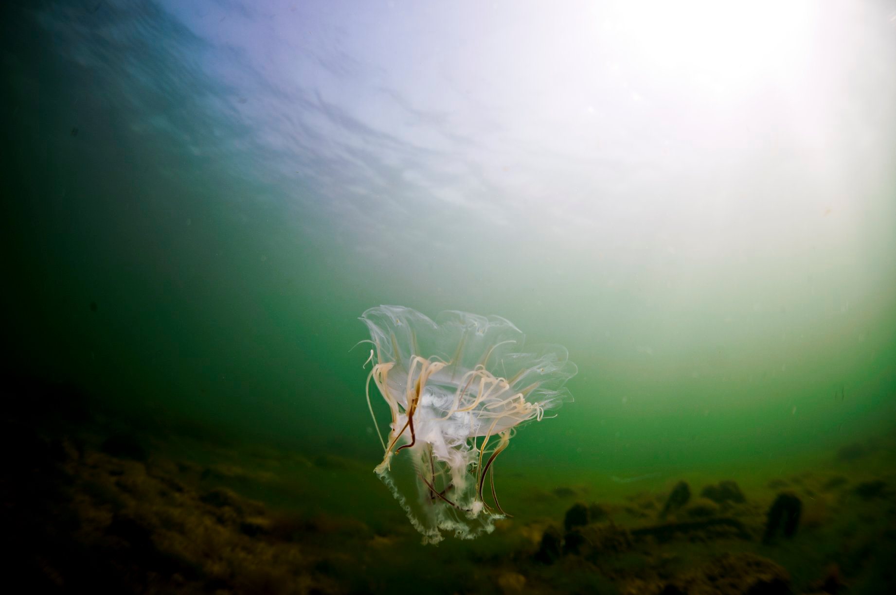 Bełtwa włosiennik to największa meduza na świecie. Źródło: FB Akwarium Gdyńskie