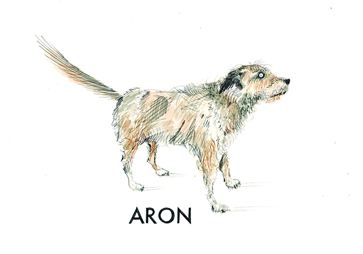 Pies Aron, biały w brązowe łatki