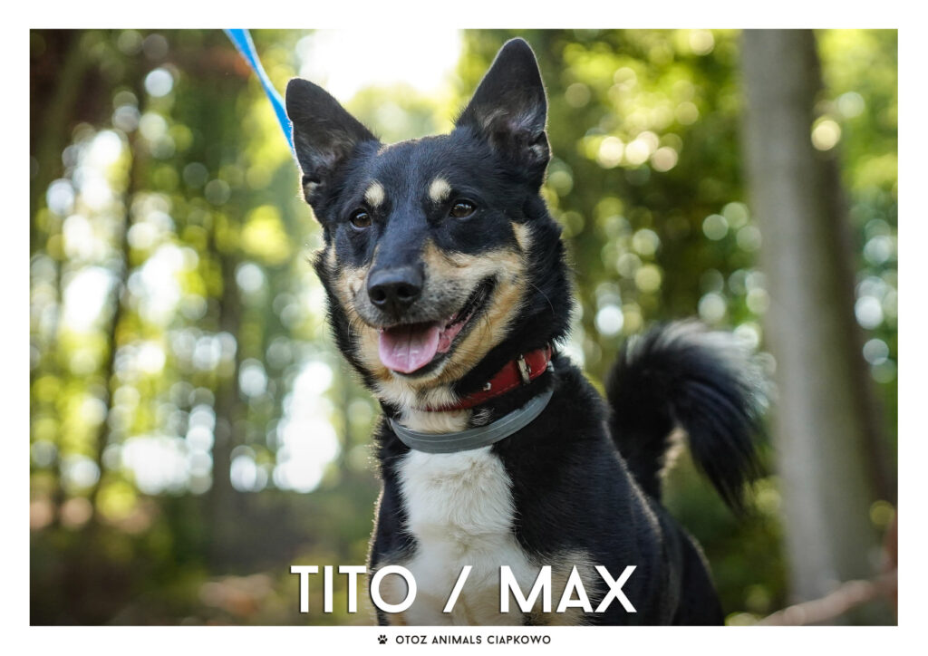 Pies Tito/Max