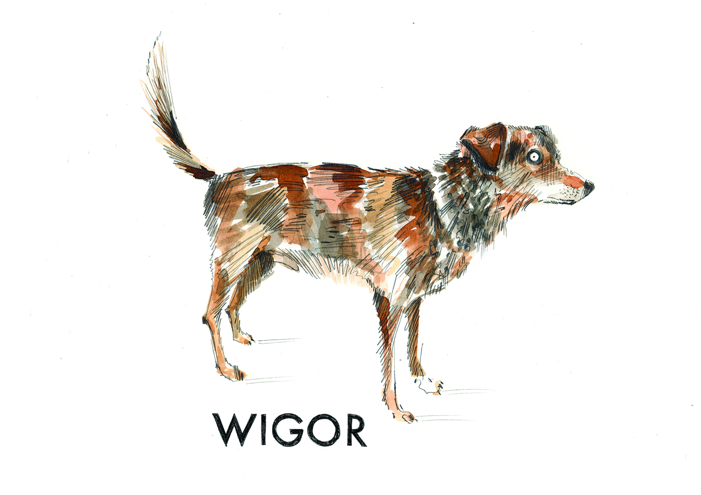 Na zdjęciu pies Wigorek