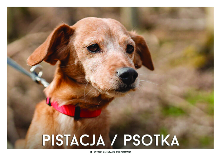 Suczka Pistacja