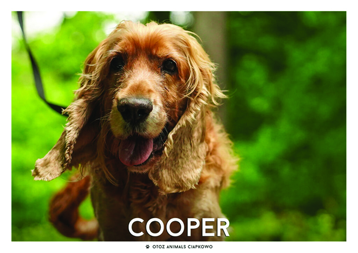 piesek Cooper