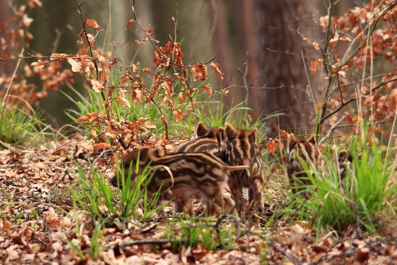 Verbot des Betretens des Waldes aufgrund der ersten ASP-Fälle in der Dreistadt – Gemeinde Gdynia