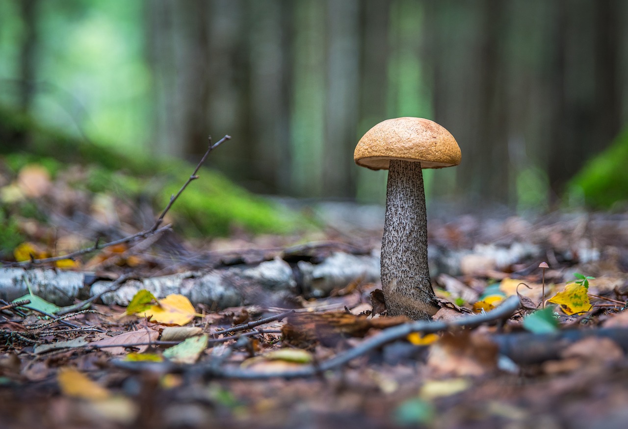 Jeżeli dawno nie byliśmy na grzybach, warto odświezyć wiedzę. Ten elegancki owocnik to koźlarz czerwony - jeden z najczęściej zbieranych grzybów jadalnych w polskich lasach. Jest bardzo charakterystyczny i trudno pomylić go z innymi gatunkami, zdj. iustracyjne