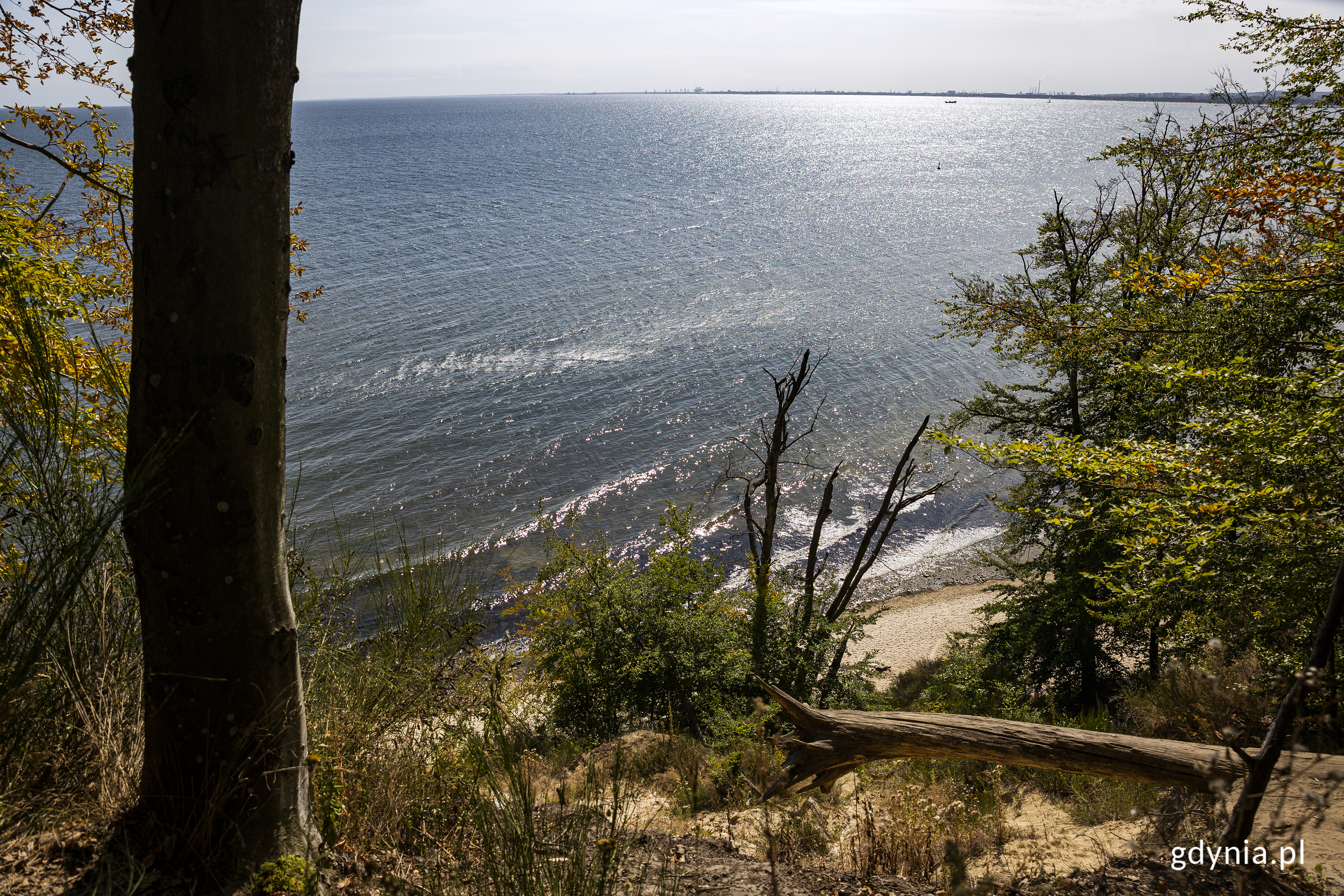 Plaża w Orłowie. Widok z wysokości poprzez drzewa na sięgające po horyzont morze. Fot. Przemysław Kozłowski