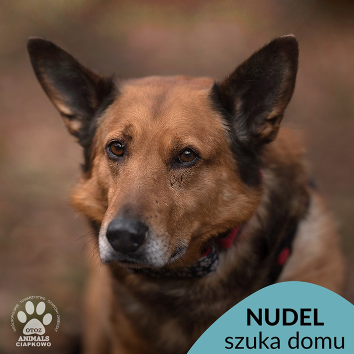 na zdjęciu brązowy piesek