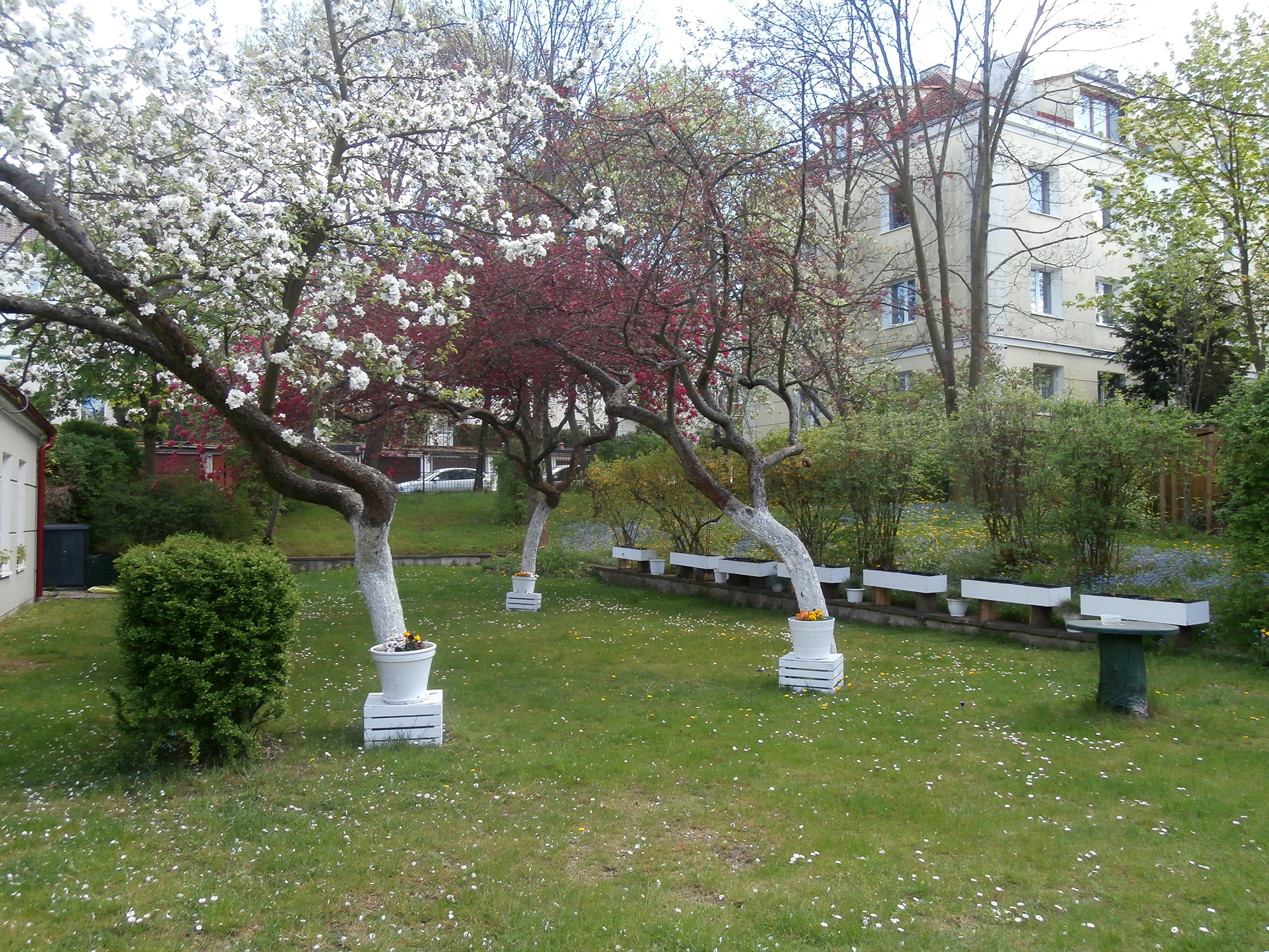 Ogród przy Dziennym Domu Pomocy Społecznej, w którym przeważają drzewa owocowe, niezapominajki i piwonie