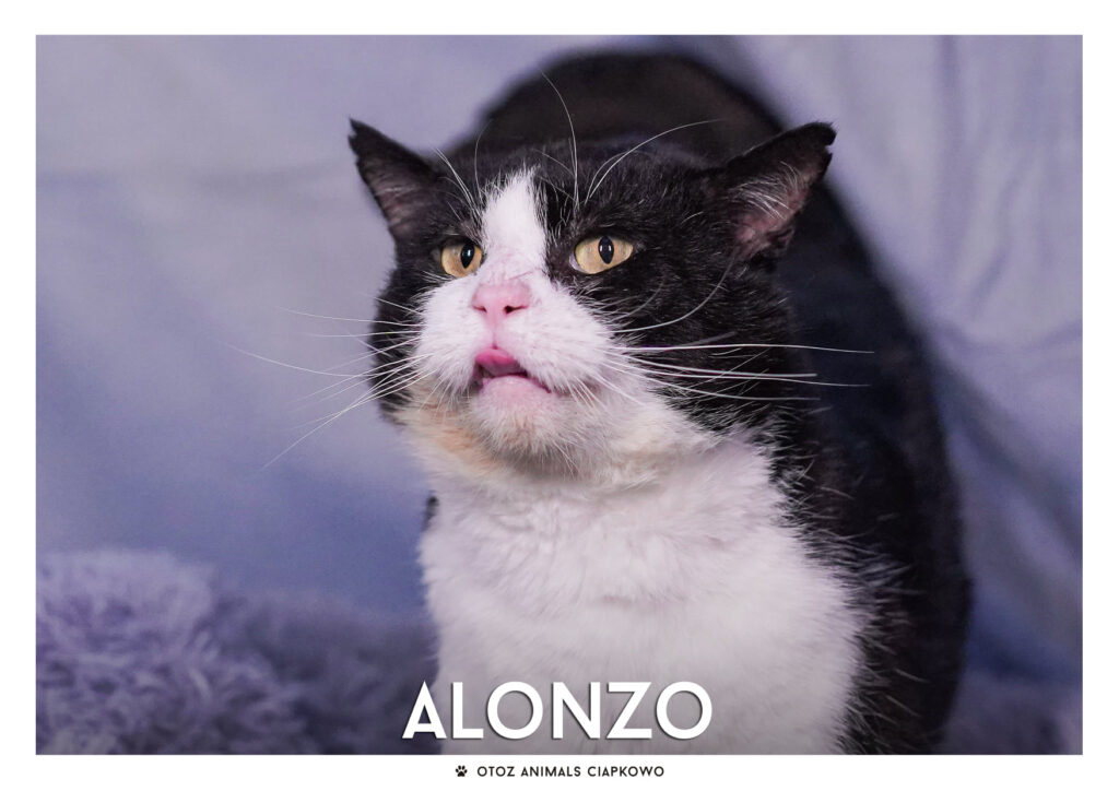 Czarno-biały kot Alonzo