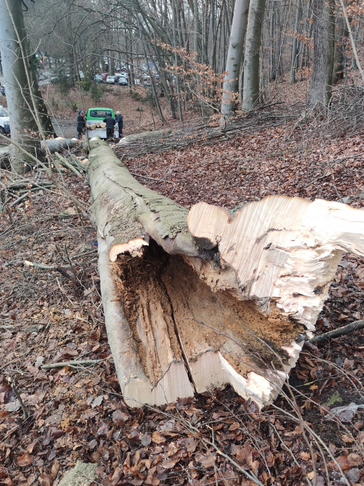 Tak wyglądały buki przy Witomińskiej, które pilnie trzeba było usunąć w styczniu tego roku - wkrótce zastąpią je nowe nasadzenia drzew,, które będą rosły przez kolejnych kilkadziesiąt lat bez zagrożenia bezpieczeństwa,  fot. Wydział Ogrodnika Miasta
