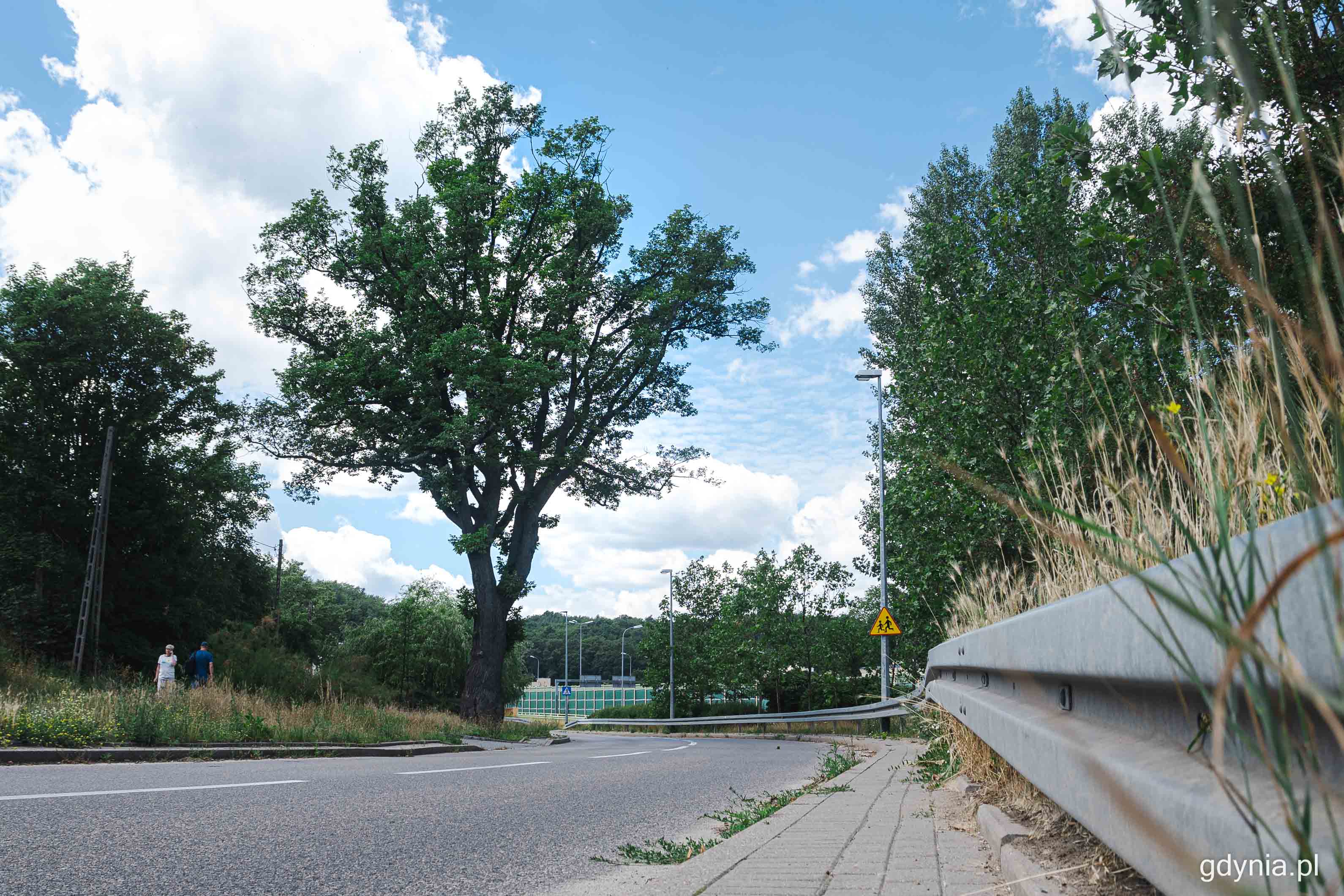 Zza zakrętu wyłania się Gustaw, czyli jeden z nowych pomników przyrody - okazały dąb przy ul. Orlicz-Dreszera na Grabówku, fot. Kamil Złoch