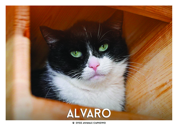 Kocurek Alvaro
