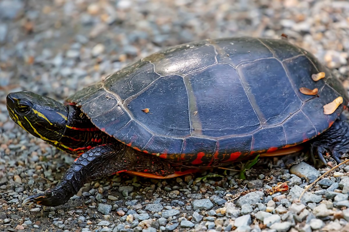 Żółw czerwonolicy (fot. pixabay.com)