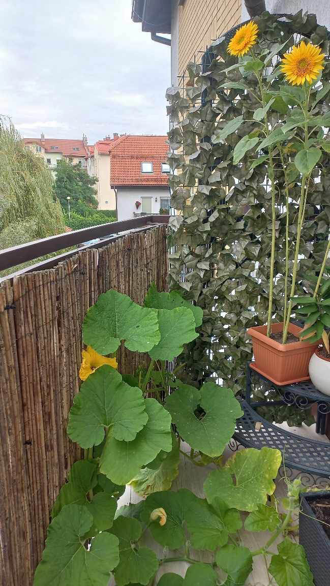 na zdjęciu warzywa na balkonie