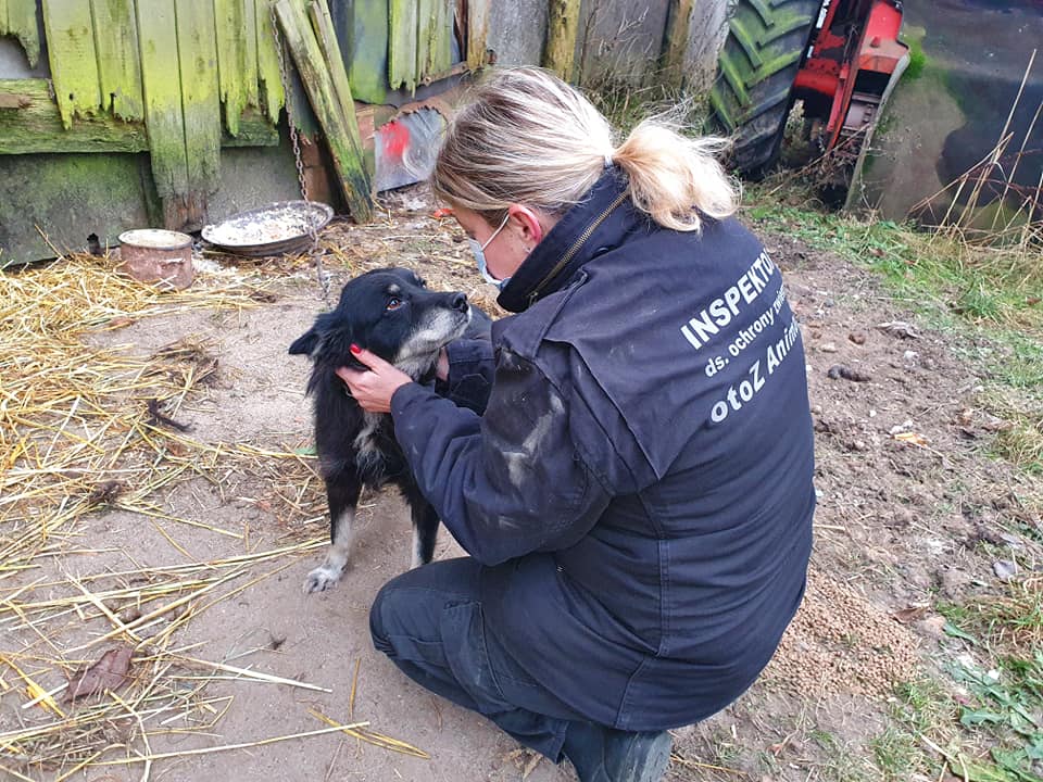 Inspektorka OTOZ Animals podczas interwencji. Źródło OTOZ Animals